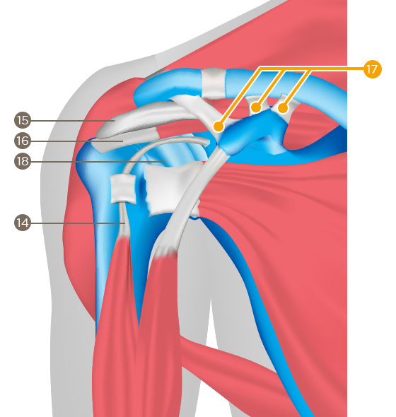Ligaments (coracoclavicular ligament)