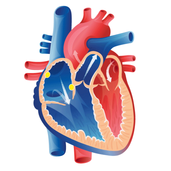 Cardiac arrhythmias | Hirslanden