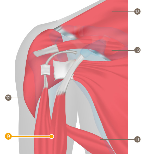 Biceps (biceps brachii)