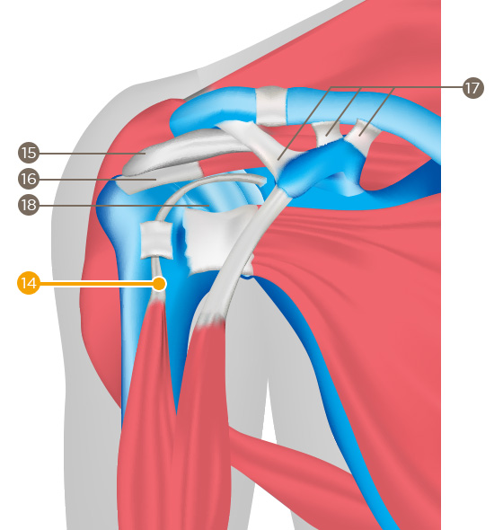 Long tendon du biceps