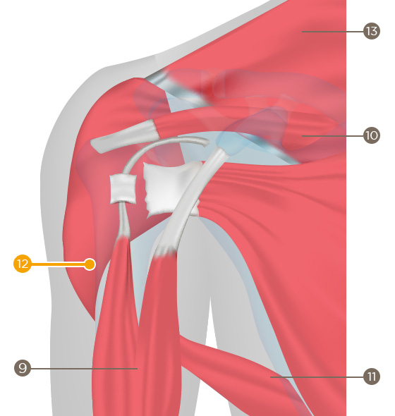 Deltoid (deltoideus)