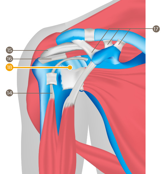 Joint capsule (articular capsule)