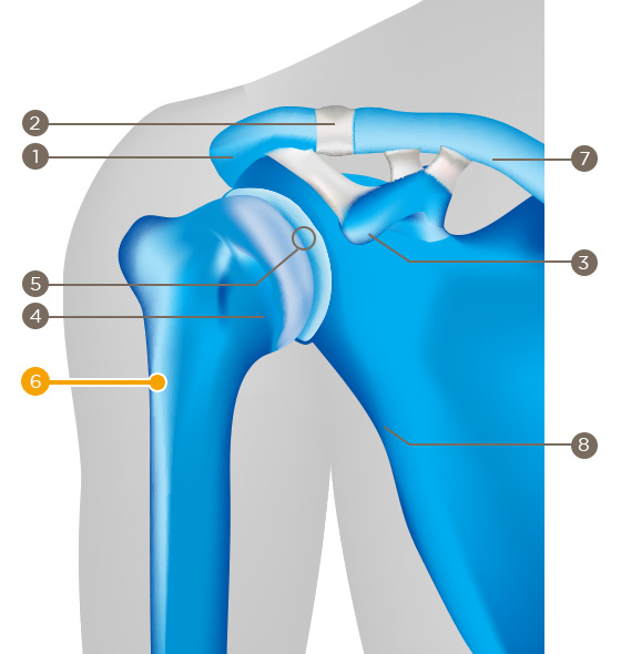 Upper arm bone (humerus)