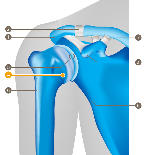 Humeral head (caput humeri)