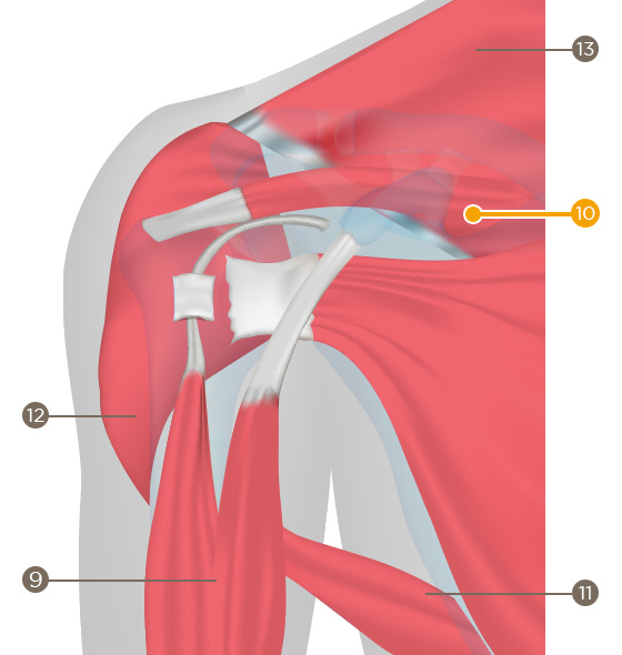 Rotator cuff