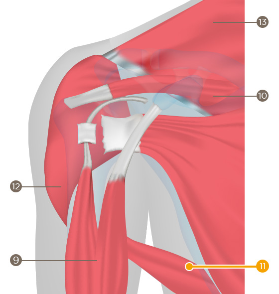 Teres major (M. Teres major)