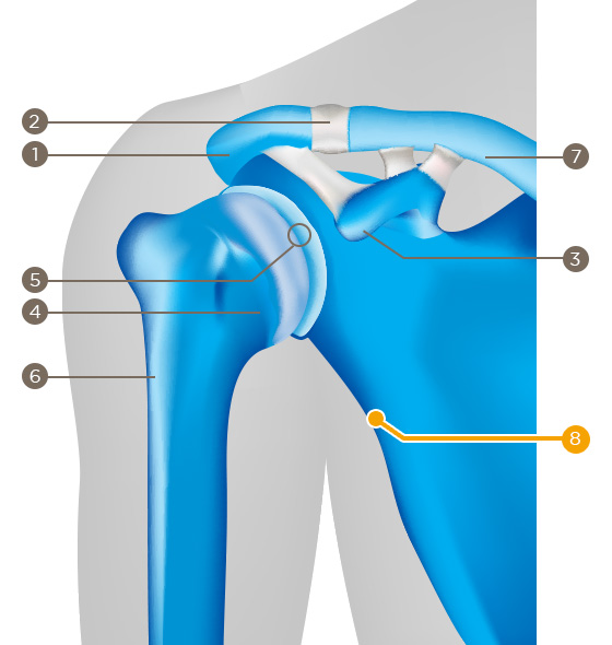 Shoulder blade (scapula)