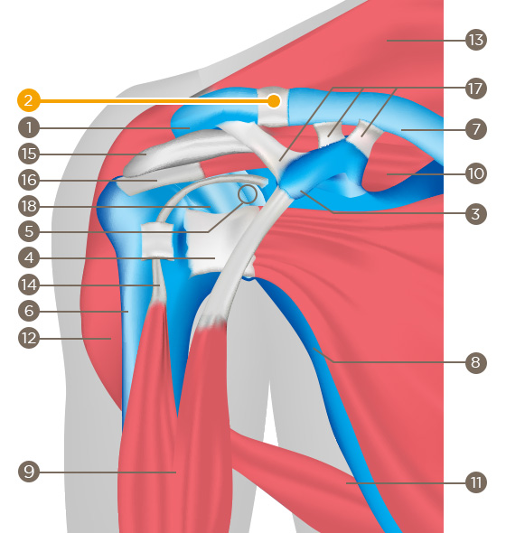 Acromioclavicular joint