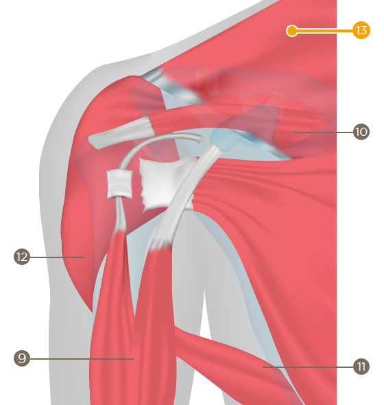 Trapezoid (trapezius)