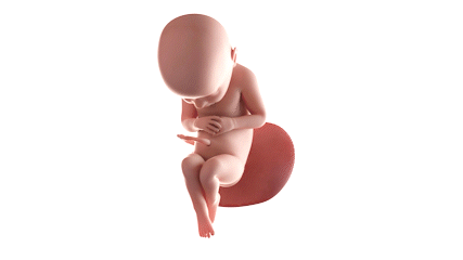 hirslanden-baby-ssw32-animation
