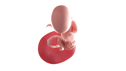 Animation SSW14