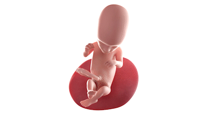 Animation SSW16